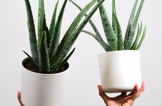 Skin Icing à l’Aloé Vera : Une Recette Rafraîchissante et Apaisante pour Votre Peau